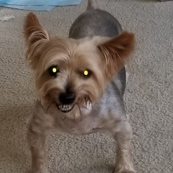 Boomer-Smiling-616764c60913f.jpg