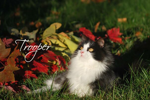 fall-name-6157297fafae8.jpg