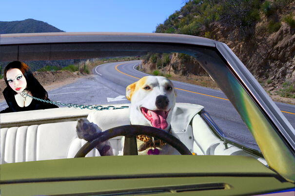 master-dog-618a502fa0994.jpg