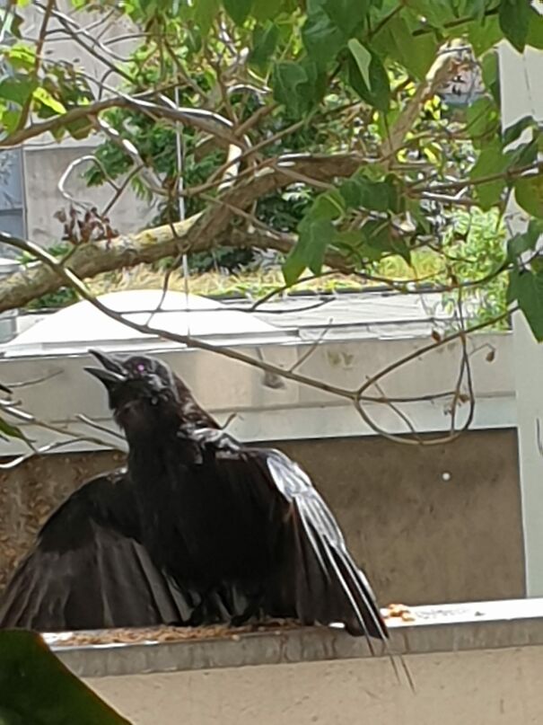 crow-620d3bb75e916.jpg