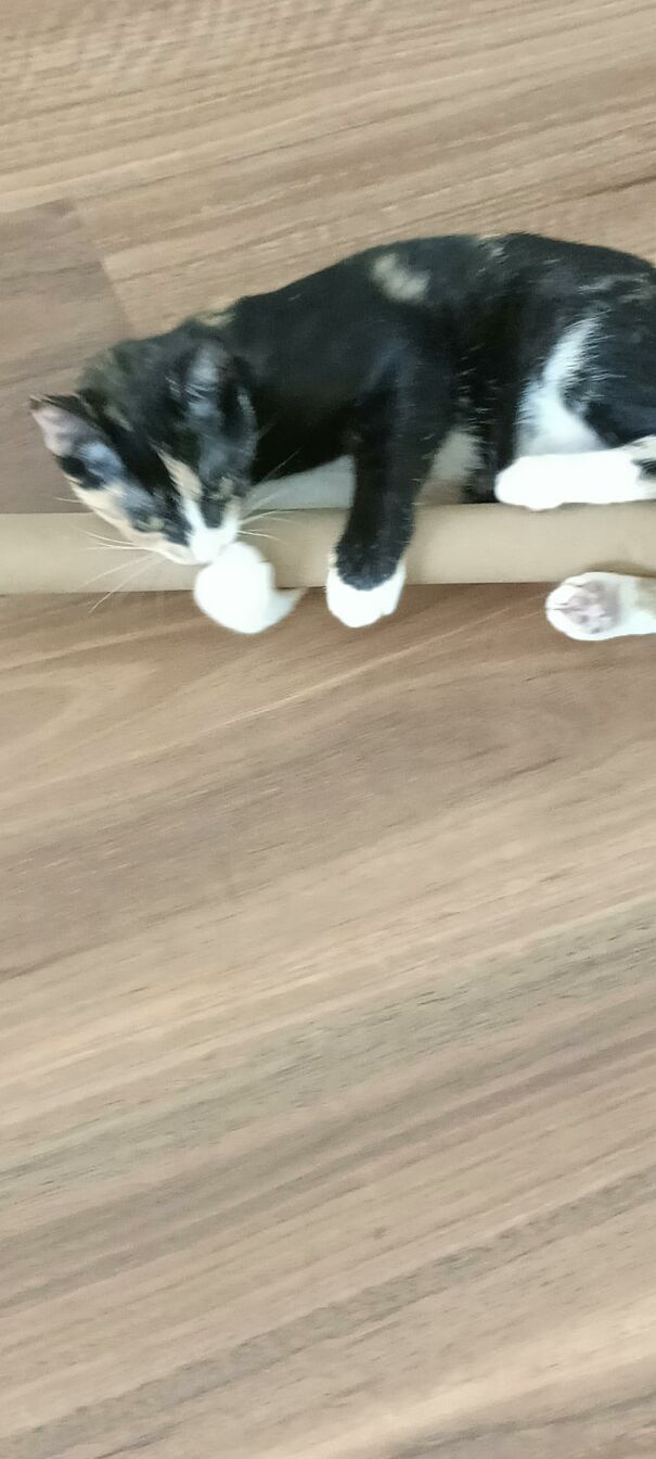 cat2-622abccc8a867.jpg