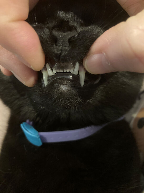 kohl_teefs-6471ca2ab05ca.jpg