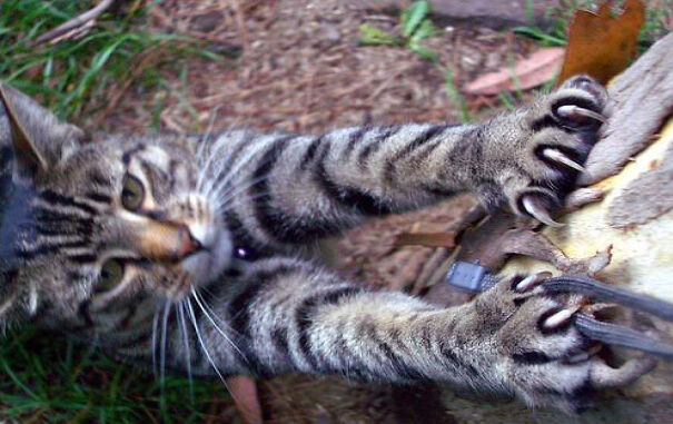 cat_scratch2.jpg