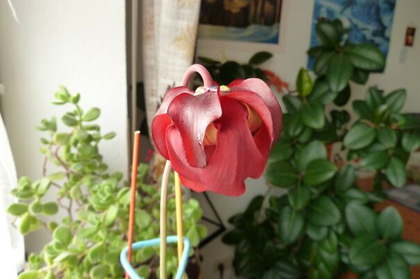 Picture1-65016ca4dcd1d.jpg