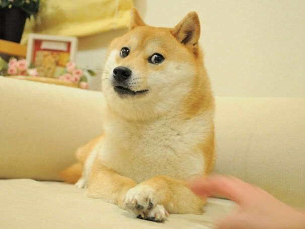plainDoge.jpg