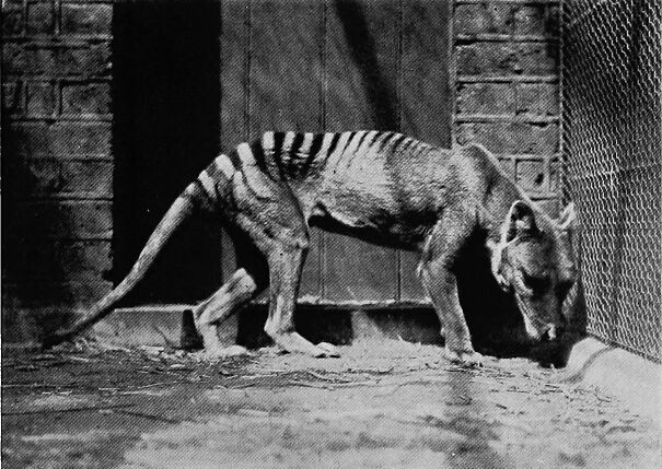 thylacine-2.jpg