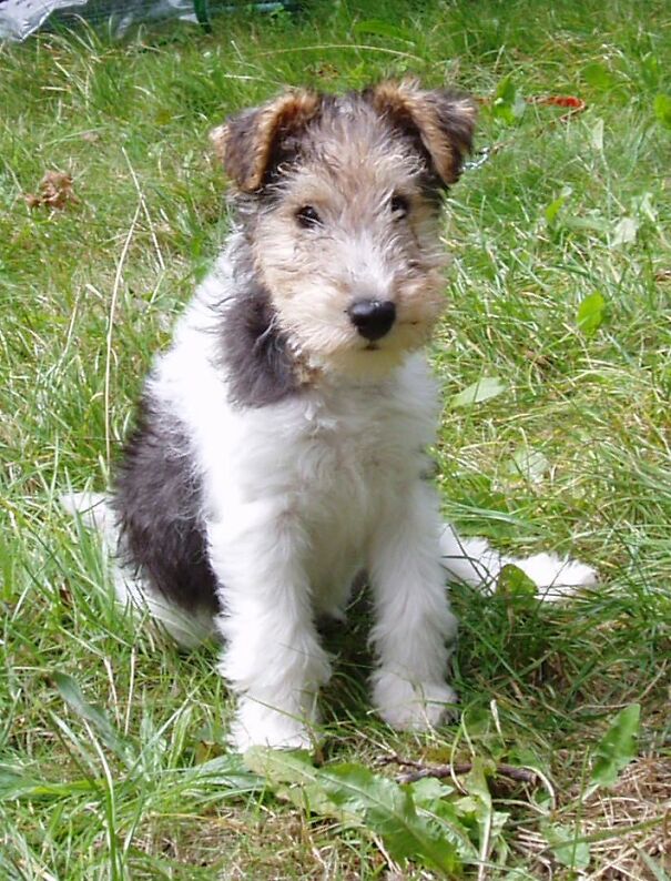 Close-up-of-Tilly-Pup-67d47ecef0c43.jpg