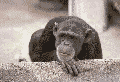 Save a















Primate Webring