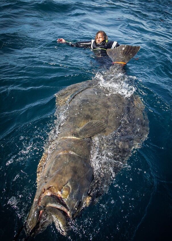 halibut1.jpg