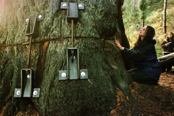 tree-64f196a5b2b4d.jpg