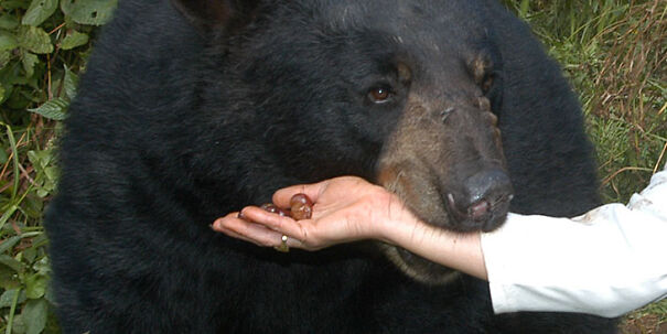 bear-bite.jpg