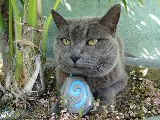 hearthcat1-66b6fd667dee8.jpg