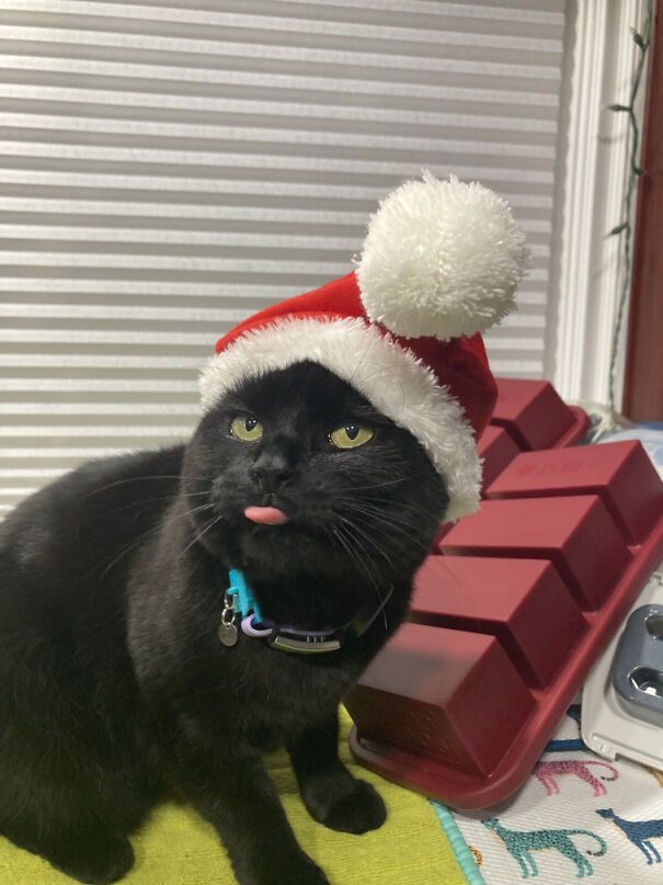 santa_kohl_blep-67aef4c62481b.jpg